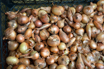 Onion heads in a basket, a good harvest
