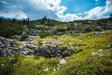 Vielfältige Vegetation am Krippenstein mit Gras, Sträuchern, Bäumen und Felsen