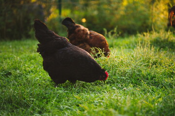 Chickens on a small farm in the country. Small scale poultry farming in Ontario, Canada.