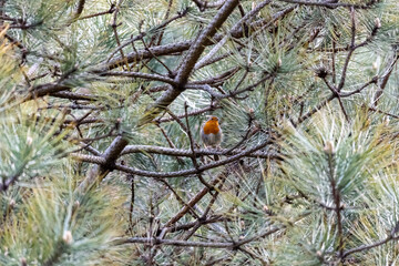 The European robin, known simply as the robin or robin redbreast in Great Britain, is a small insectivorous passerine bird that belongs to the chat subfamily of the Old World flycatcher family.