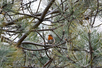 The European robin, known simply as the robin or robin redbreast in Great Britain, is a small insectivorous passerine bird that belongs to the chat subfamily of the Old World flycatcher family.