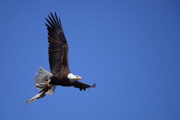A close up of an American bald eagle flying to its nest with a huge partially eaten northern pike...