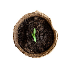 Young sprout of tomato. Seedlings in a peat pot on a white background.