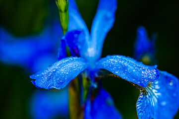 Makro kwiaty © Art-Park