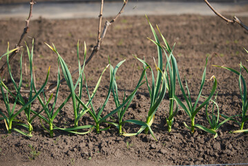 Green garlic sprouts growing in a vegetable garden