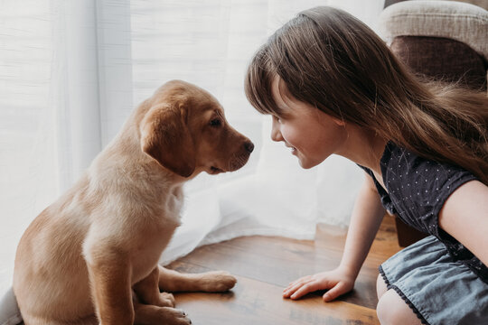 A girl is playing with a cute labrador retriever puppy. New family member. The concept of care and care, love and friendship for animals