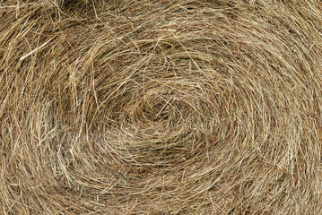 Stack of hay. Autumn background. The hay is twisted.