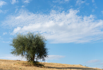 Obraz premium tree on the hill