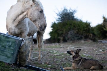 Dog sheparding a horse on a farm