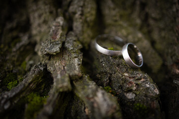 Wedding rings on the tree bark