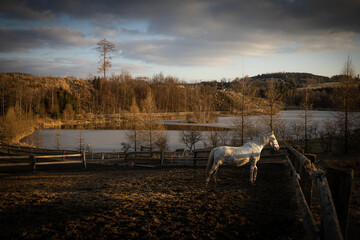 Horses in a farm paddock, outside on the autumn sunset