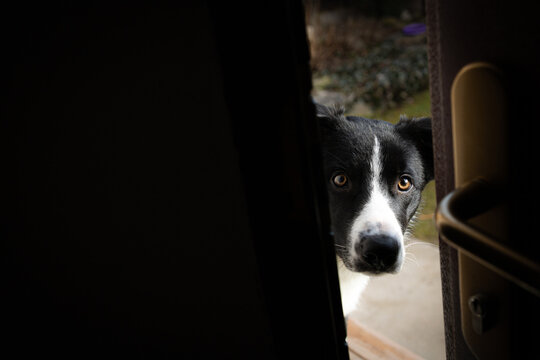 Dog wants to go home, looking sad behing the door
