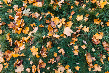 Colorful background of fallen leaves on green grass. Autumn fallen yelllow and orange leaves on the ground in the forest. Seasonal scenic beautiful background.