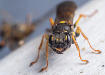 Mellinus arvensis close up