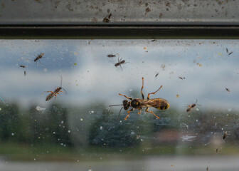 Window on wildlife with wasps and flies