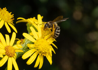 Grey-banded mining bee on ragwort