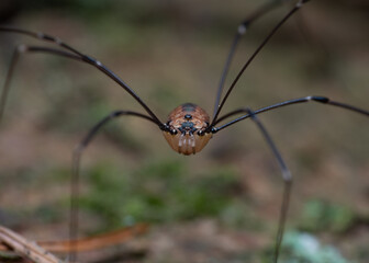 Female Leiobunum blackwalli
