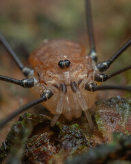 Leiobunum rotundum male close up