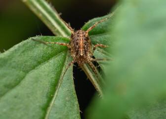 Paroligolophus agrestis on a leaf