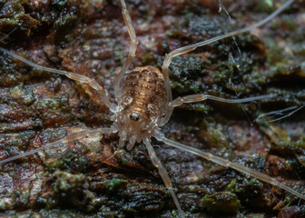 Paroligolophus agrestis on tree bark