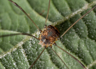 Female Leiobunum blackwalli on a leaf