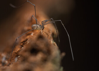 Mitostoma chrysomelas