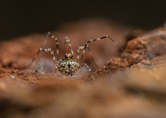 Fototapeta premium Megabunus diadema