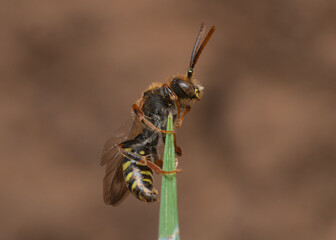 Marsham's Nomad Bee on grass blade