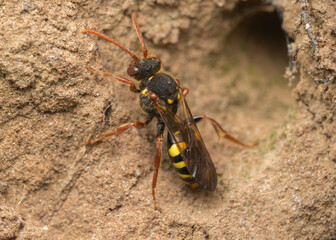 Marsham's Nomad Bee on  sandy soil
