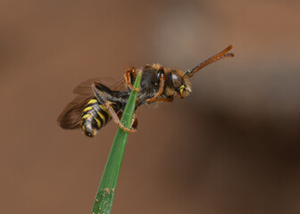 Marsham's Nomad Bee on grass blade