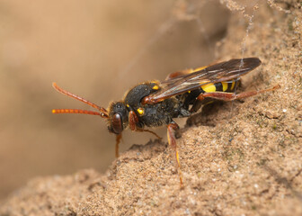 Marsham's Nomad Bee on sandy soil