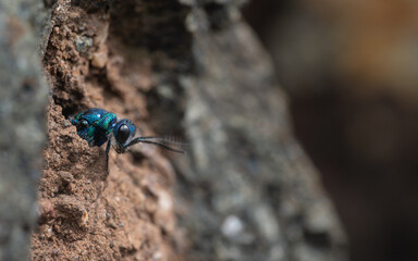 Ruby-tailed wasp venturing out of hole