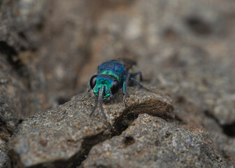 Ruby-tailed wasp head view
