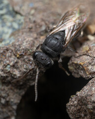 Ruby-tailed wasp that has lost colour dorsal view