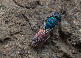 Ruby-tailed wasp dorsal view