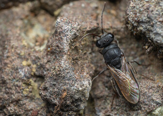 Ruby-tailed wasp that has lost its colour