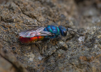 Ruby-tailed wasp on rocks