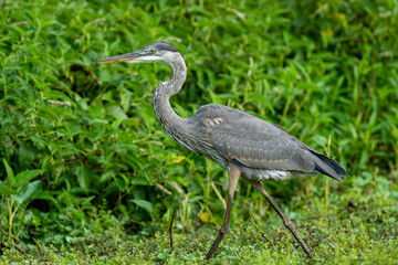 Great Blue Heron
