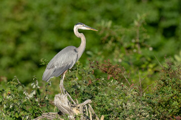 Great Blue Heron
