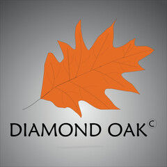 a diamond colored leaf of an oak tree