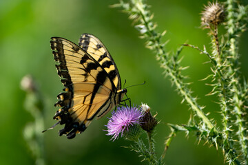 Fototapeta na wymiar Tiger Swallowtail butterfly on a purple flower