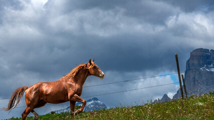 Wild horse trotting along a ridge with mountain behind