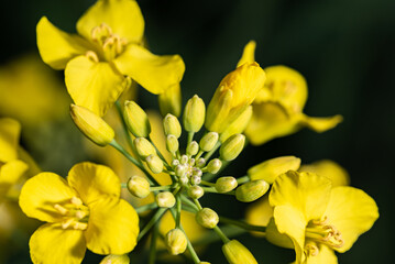 Rape plant and flowers in close-up. Cultivation of rapeseed. The plant is isolated against a dark...