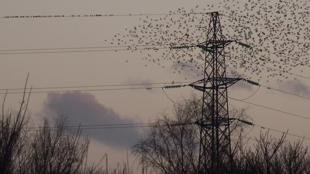 Starling birds flying from wires in fast burs for flight. Amazing roost of birds flying off pylon to lotus noise UK 4K