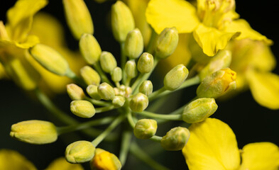 Rape plant and flowers in close-up. Cultivation of rapeseed. The plant is isolated against a dark background.