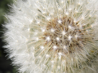 Dandelion texture. Dandelion in close-up
