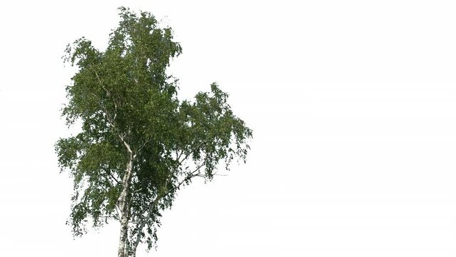 Tree Isolated White Background Wind Birch, Concept Green Screen