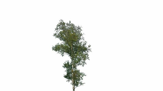 Tree Isolated White Background Wind Birch, Concept Green Screen