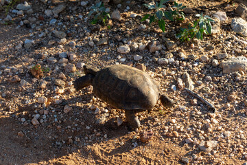 Desert tortoise, Gopherus agassizii, walking through the Sonoran Desert foraging for food and perhaps a mate. A large reptile in natural habitat. Pima County, Oro Valley, Arizona, USA.