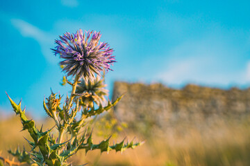 Fototapeta premium A field thistle with a purple flower near the castle de Crussol - Ardèche - France